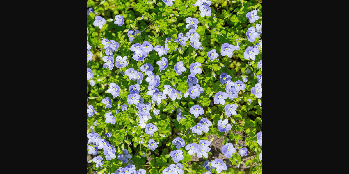 Creeping Speedwell Seeds